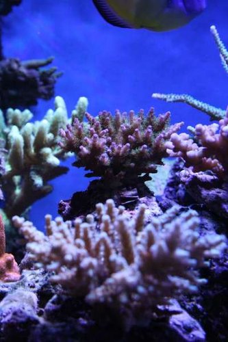 Acropora.JPG