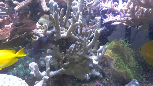 IMAG1330.jpg (50.26 KiB) Vist 2563 gange Montipora digitata