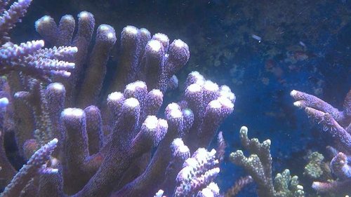 IMAG1327.jpg (48.96 KiB) Vist 2563 gange Stylopora pistilata "purple"