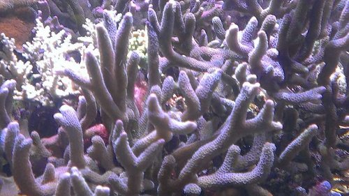 Montipora digitata