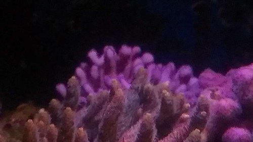 IMAG1309.jpg (26.74 KiB) Vist 2563 gange Stylopora subseriata, bagerst. Taget ved solopgang, derfor lidt mørkt.