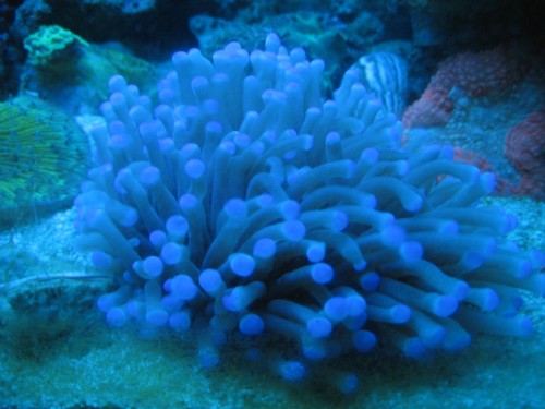 sådan ser den normalt ud