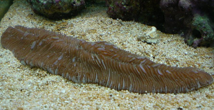 Herpolitha limax med mistet farve1.jpg