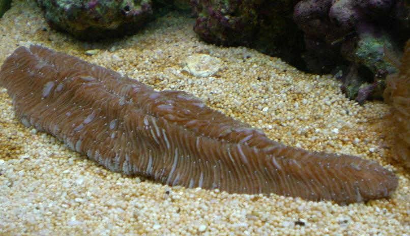 Herpolitha limax med mistet farve.jpg