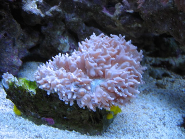 Euphyllia..