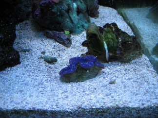 Tridacna Maxima...
