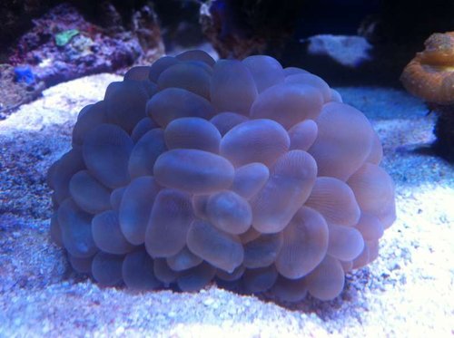 Sinuosa