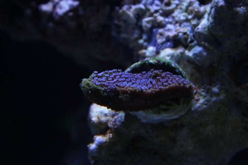 Montipora Reverse Pokerstar.