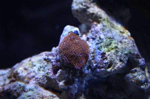 Montipora Rainbow ( der ikke har fået sin rainbow faver endnu )