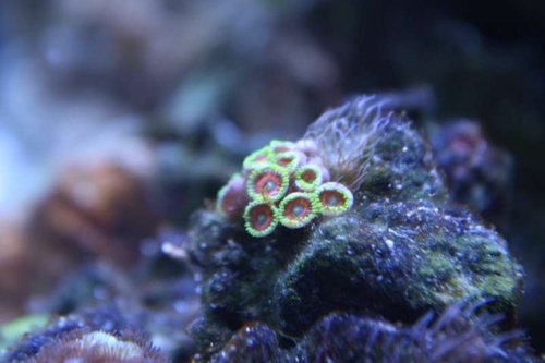 polypper Watermelon