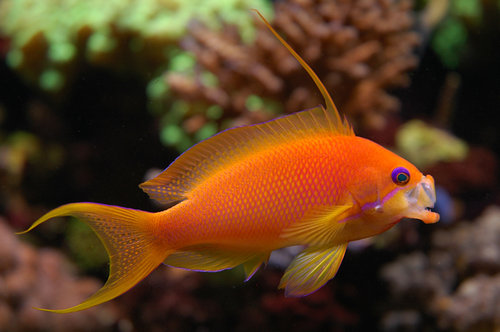 anthias-gab.jpg