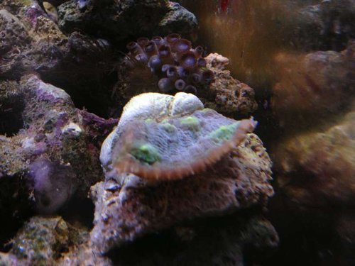 Echinopora lamellosa