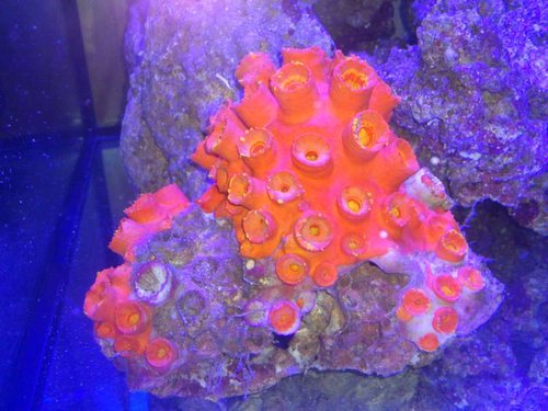 DSC_1945.JPG (57.65 KiB) Vist 6854 gange Sådan ser den ud, efter at være kommet i sumpen for en times tid siden.