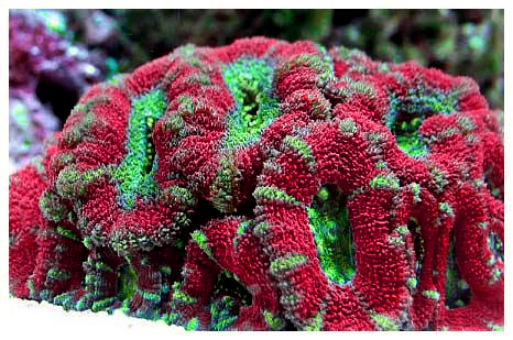 Acanthastrea magenta & green.png