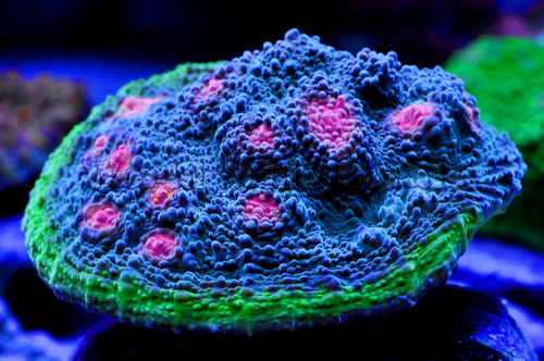 Chalice blue_pink_green.png