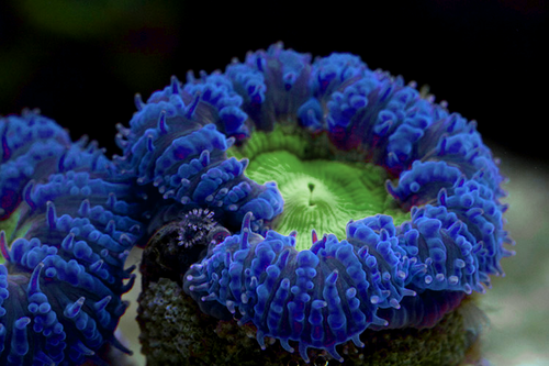 Blastomussa blue & green.png