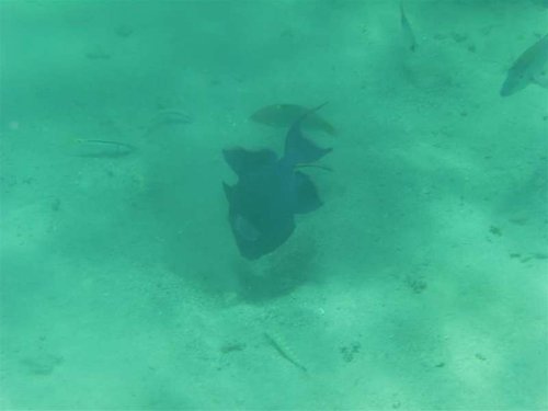 Sharm El Sheikh 063.jpg