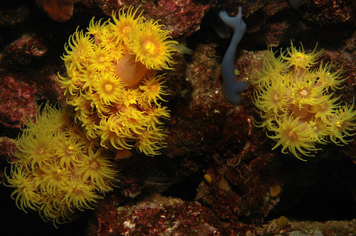 Tubastraea