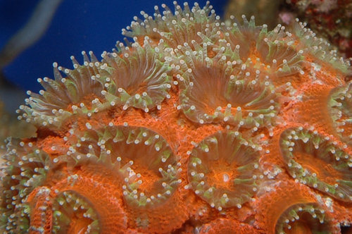 Acanthastrea