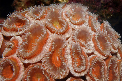 Acanthastrea