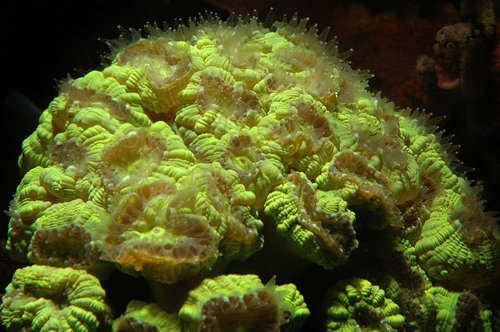 Caulastrea
