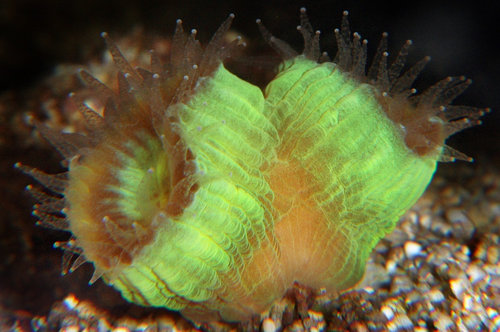 Caulastrea - mini