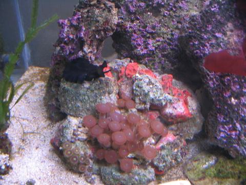 Her er min elefantsnegl, og nogle polypper, men hvilke?