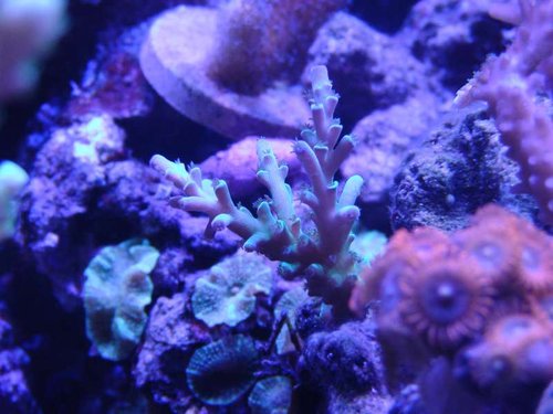 DSC02683.JPG (47.66 KiB) Vist 1569 gange Denne lille perle købte jeg i Barcelona i sommers. Da jeg fandt ud af naboen til hotellet var en flot saltvandsforretning kunne jeg ikke dy mig :P <br />Desværre kan man slet ikke se hvor smuk den i virkeligheden er på billedet :P