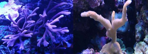 3.jpg (31.64 KiB) Vist 1569 gange ca. 1 års vækst :)