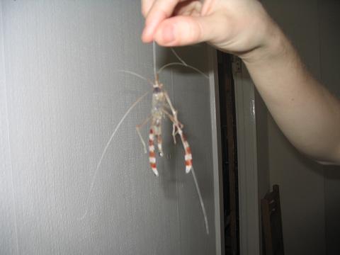 Her tog jeg den op... altså den tomme, svært at se forskel Se farverne er der stadig. vildt.