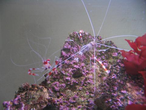 reje-skind, mini1.JPG