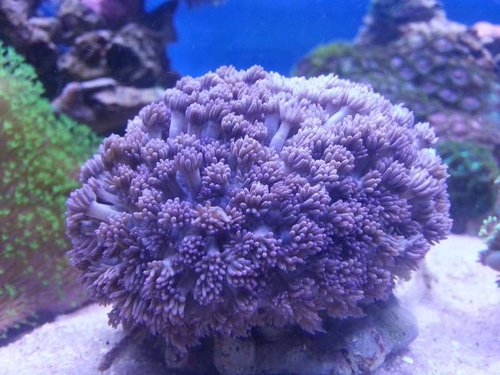 20131015_113541.jpg (57.83 KiB) Vist 4545 gange Lilla/Blå Goniopora