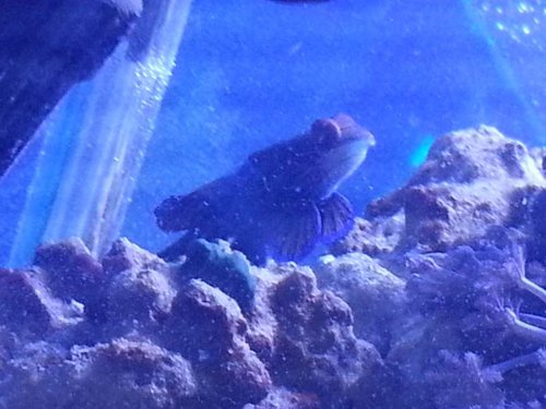 Mandarin fisken tjekker lige sit nye hjem ud