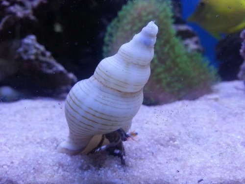 20131015_113556.jpg (33.61 KiB) Vist 4545 gange Krebs med storhedsvanvid