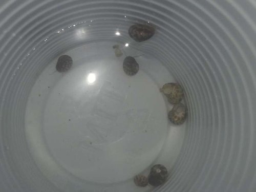 Collonista Snails, måske?