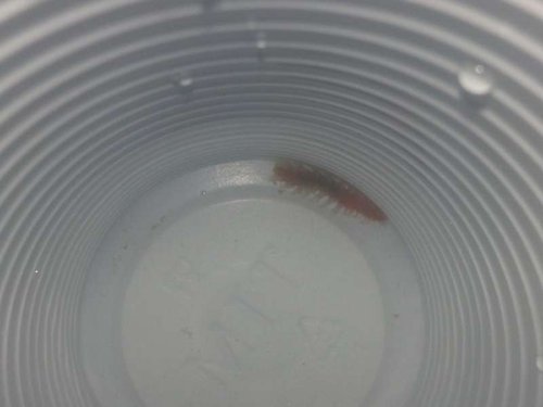 Eunicid Worm, måske?