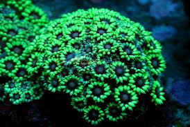 goniopora sp. grøn blå midt.jpg