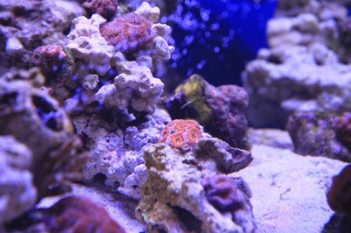 Orange/gul rainbow acan, der allerede er ved at få farven tilbage...