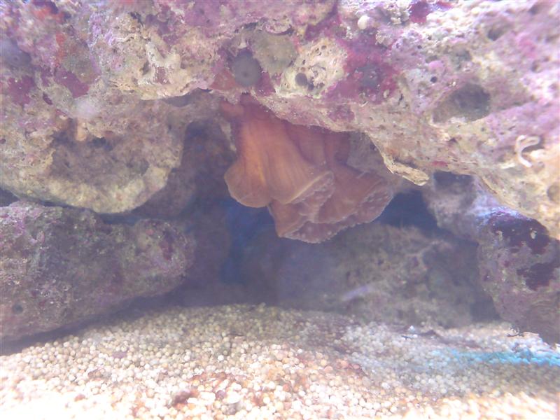 På hovedet og kun foden er synlig.