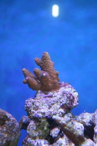 acropora humilis gammel 2.jpg