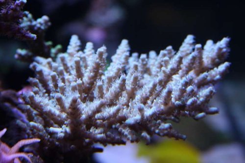 Gulgrøn acropora.jpg