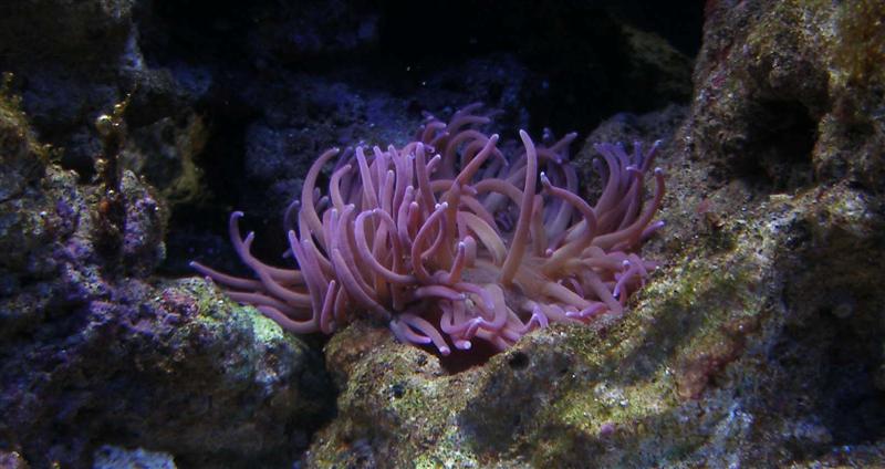 Anemone.jpg