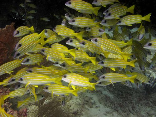 Maldiverne 123.JPG