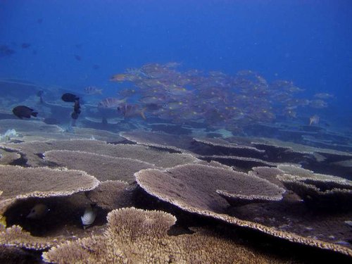 Maldiverne 214.JPG