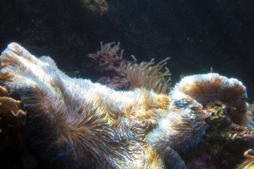Blå Anemone!