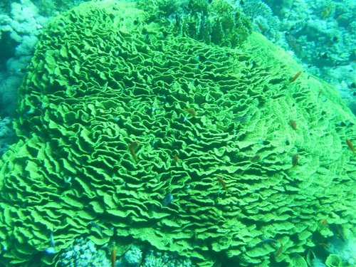 PIC_0318 (Medium).JPG