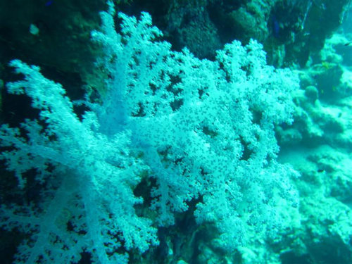 PIC_0385 (Medium).JPG