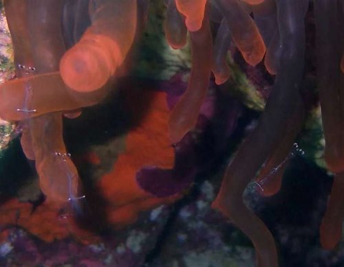 urocaridella i rød anemone medium.JPG