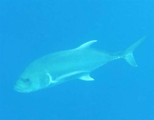 Giant Trevally(Medium).JPG