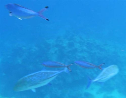 Blue fin Trevally(Medium).JPG
